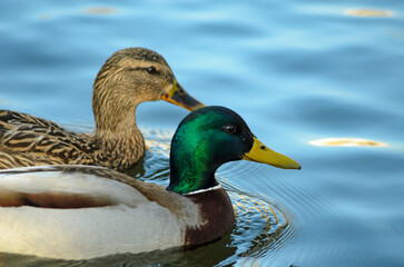 ducks
 on the pond in the spring