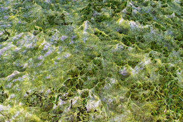 Filamentous Algae on Whidbey Island, Washington 