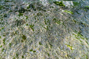 Filamentous Algae on Whidbey Island, Washington 