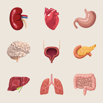 nine realistic human organs