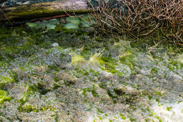 Filamentous Algae on Whidbey Island, Washington 