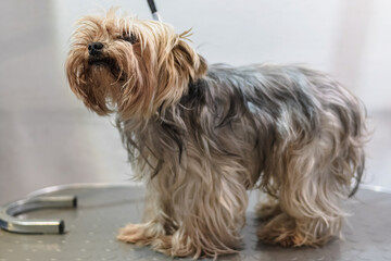 Yorkshire terrier dog gets nail cut hair grooming at pet spa