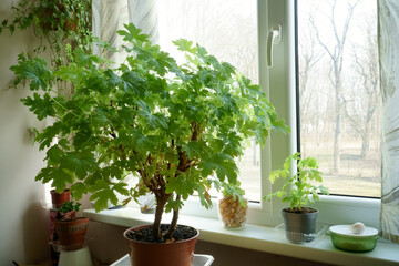 Different types of houseplants in a home on a windowsill and near the window in spring. A view of...