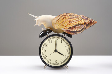A large white albino snail crawls on top of the alarm clock. Concept of slow time and waking up...