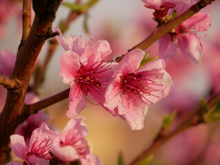 Fiori, pesco, piante, rosa, primavera