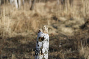 The stump of a birch tree