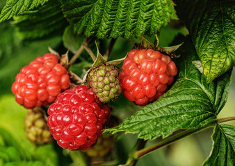 raspberries on the vine - 