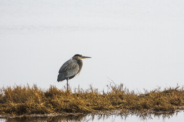 Great Blue Heron, Whidbey Island, WA