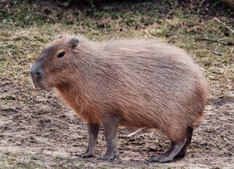 brown capybara with a stick in its fur