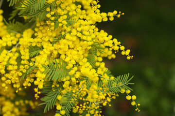 Spring Mimosa flowers. concept of spring season. symbol of 8 March, happy women's day. selective focus. copy space. acacia dealbata. copy space.