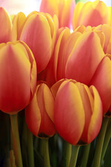Yellow tulips - spring colors, pastels 