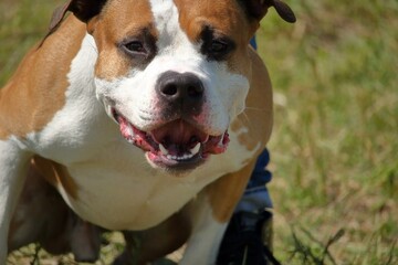 american staffordshire terrier dog