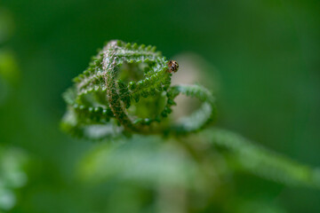 close up of the fern with insect, macro photography