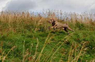 dog running on the grass