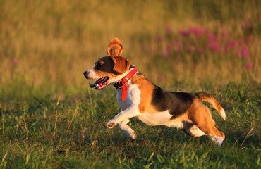 jack russell terrier running