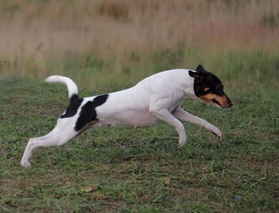 dog running on the grass