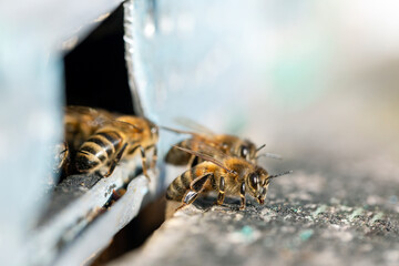 Honey bee (apis mellifera) at the entrance to your home close up. Honey bee (apis mellifera) with collected pollen on hind legs close up.