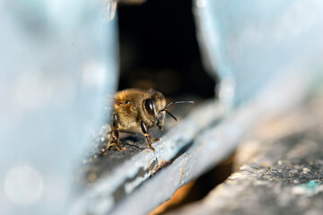 Honey bee (apis mellifera) at the entrance to your home close up. Honey bee (apis mellifera) with...
