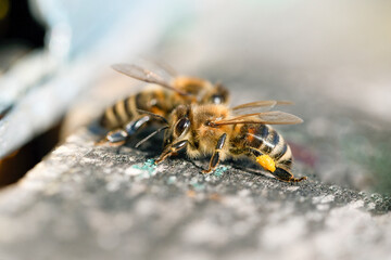 Honey bee (apis mellifera) with collected pollen on hind legs close up.