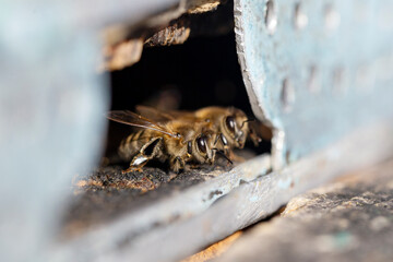 Honey bee (apis mellifera) at the entrance to your home close up. Honey bee (apis mellifera) with collected pollen on hind legs close up. - obrazy, fototapety, plakaty