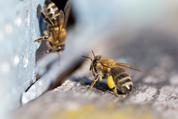 Honey bee (apis mellifera) with collected pollen on hind legs close up.