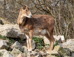 Naklejka na ściany i meble young mouflon on the rocks at the zoo