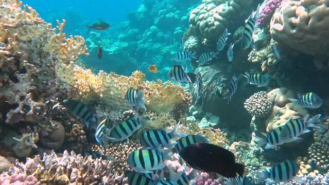 Tropical coral reef. Underwater fishes in Ras Mohamed, Sharm el Sheikh, Egypt