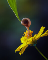 snail on a leaf