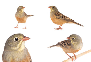 ortolan (Emberiza hortulana) isolated on a white background