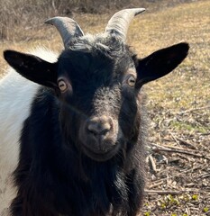 portrait of a goat on the farm.