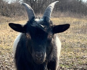 Portrait of goat. Cute black white goat Valais Blackneck on the pasture.