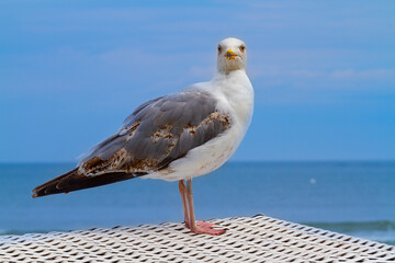 Möve Urlaub Strand