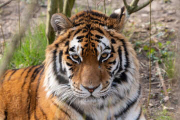 Fototapeta na wymiar the tiger looks at me