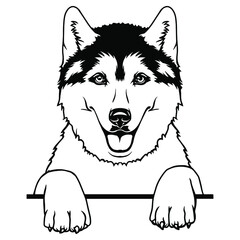Siberian Husky Peeking Smiling Dog Sled Snow Breed art. Dog Clipart Vector Art. Cut Ready Files Vinly Design © liza