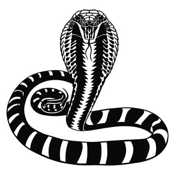 cobra black and white