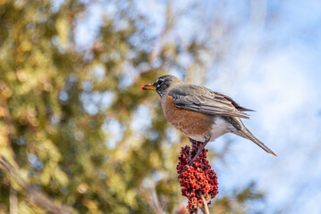 American Robin sits on a sumac fruit against the blue sky and pecks it