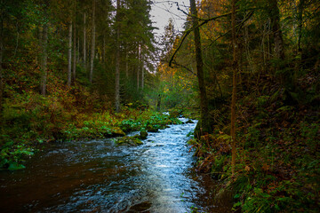 Schwarzwald Bach Wald