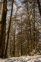 Fototapeta premium forest in winter