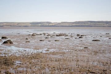 reeds in the water