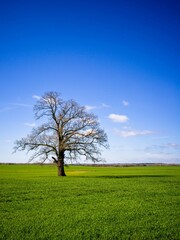 oak tree and wheat