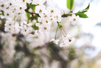 White blossoming cherry flowers closeup. Spring background