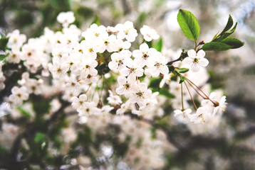 White blossoming cherry flowers closeup. Spring background