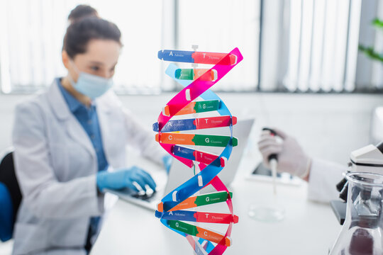 selective focus of dna structure model near blurred geneticist in medical mask.
