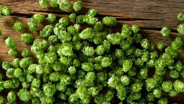 Super Slow Motion Shot of Fresh Green Hops Falling on Wooden Table at 1000 fps.