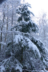 Sapin enneiger  Bourgogne printemps 1er Avril 2022 