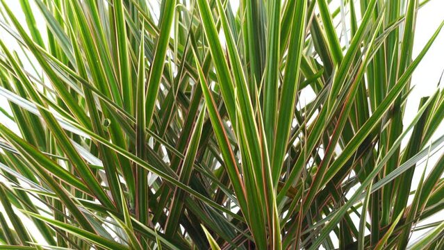Dracaena Marginata in the nature. Dracaena marginata, commonly called red-edge dracaena, is an evergreen tree with stiff, ribbon-like red-margined green leaves and slim, curving stalks for trunks