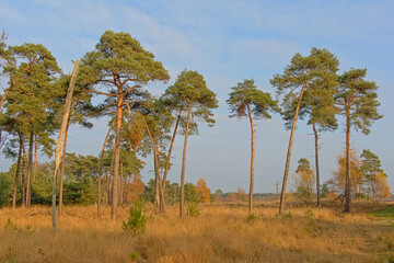 Landscape with grassland and spruce and pine forest in Kalmthout heath nature reserve, Flanders, Belgium 