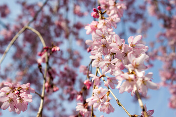 Japanese pink cherry blossom close up - sakura