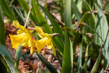 yellow iris flower