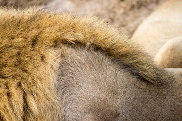 Lion Mane and fur close up / texture
